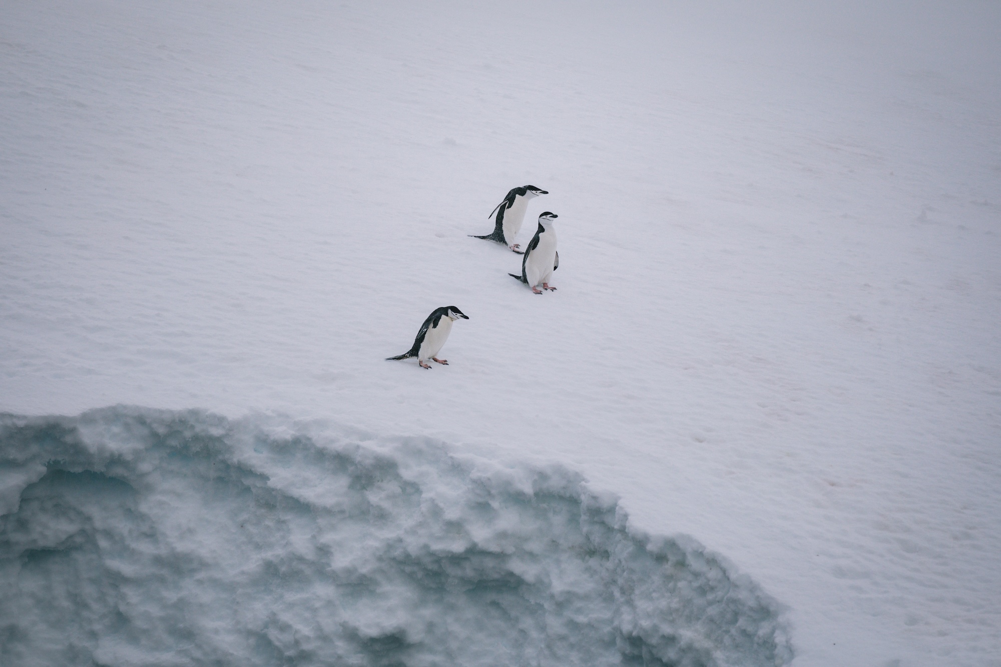 penguins of Antarctica