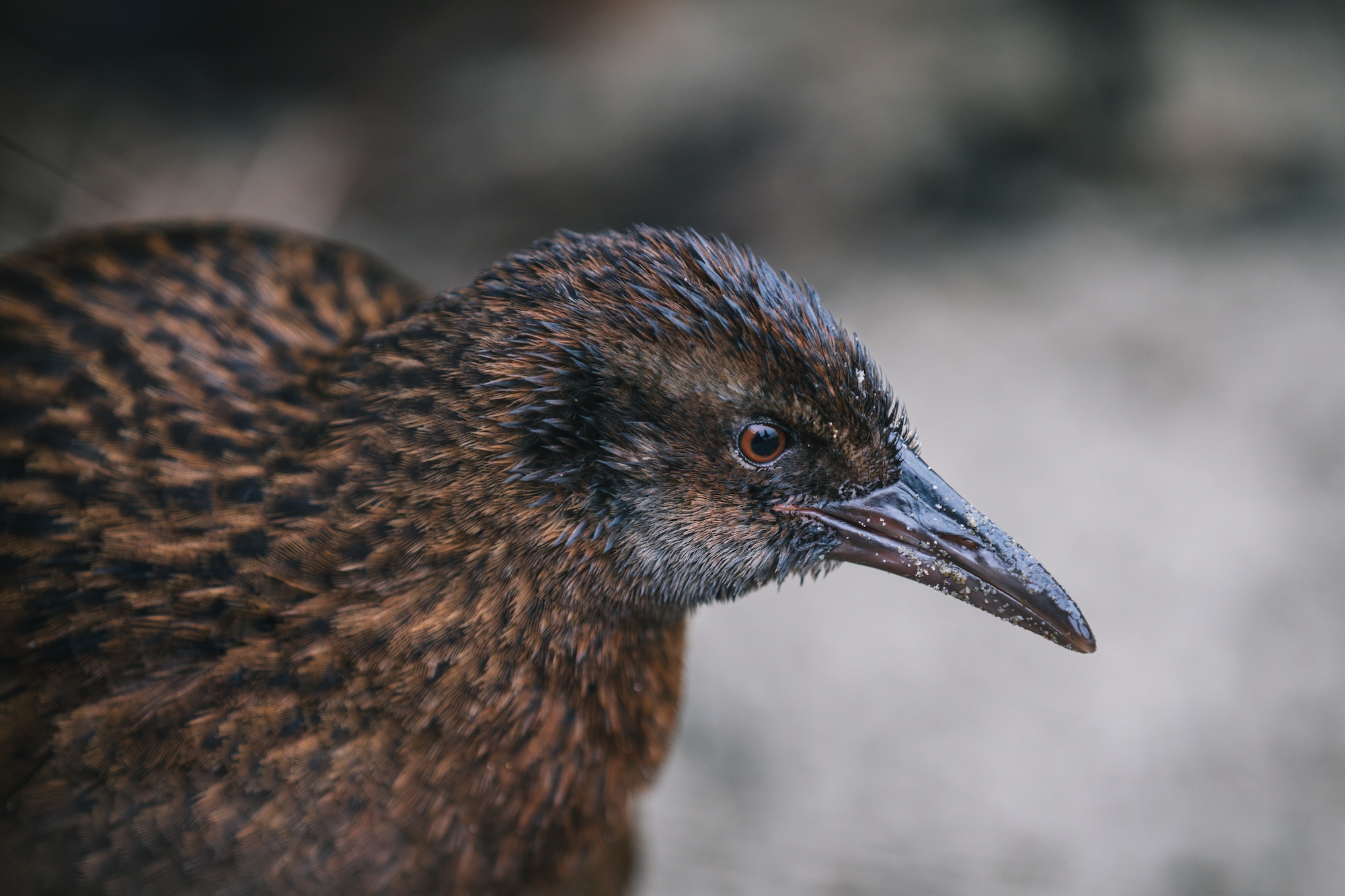 New Zealand weka